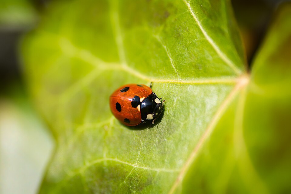 A ladybug on a green leaf.