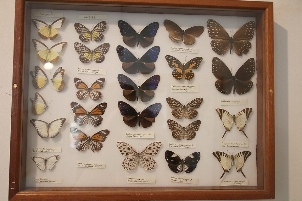 Butterfly specimens with different wing patterns.
