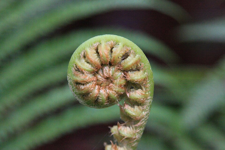 A fern frond beginning to unfold.