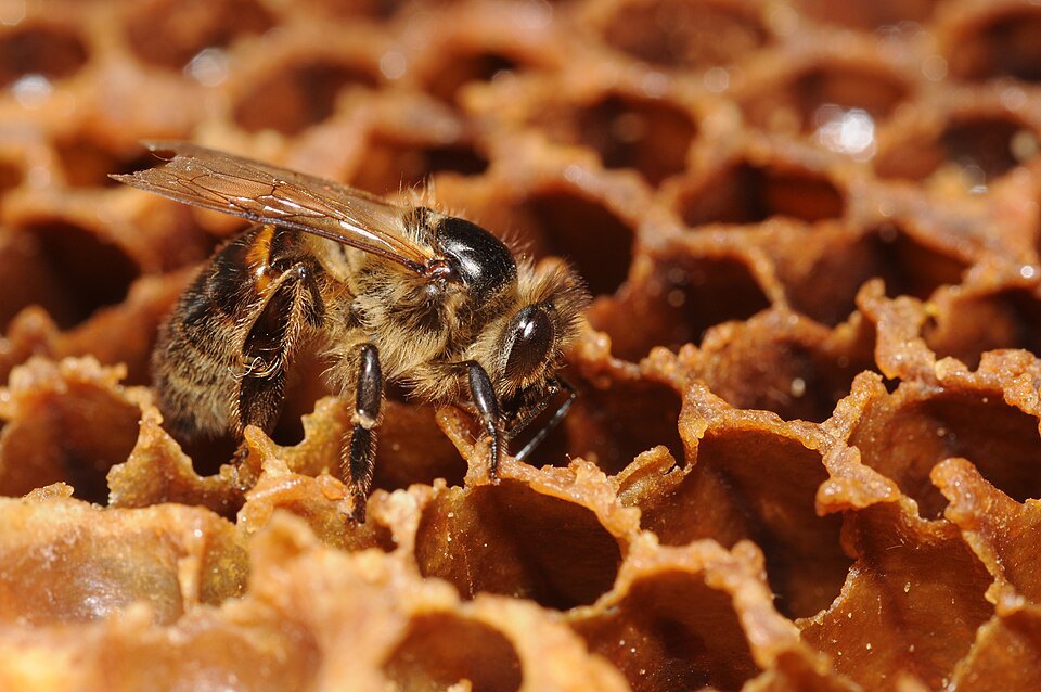 A honeybee on a repeating honeycomb structure.