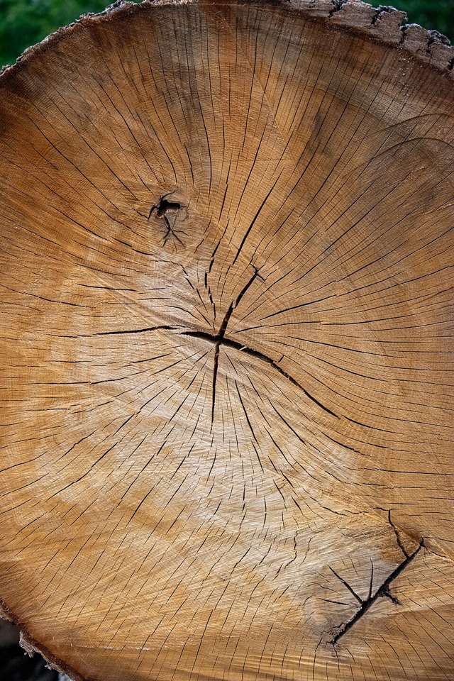 Growth rings in a tree cross-section.