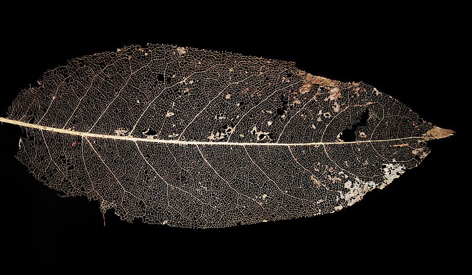 The branching veins of a skeleton leaf.