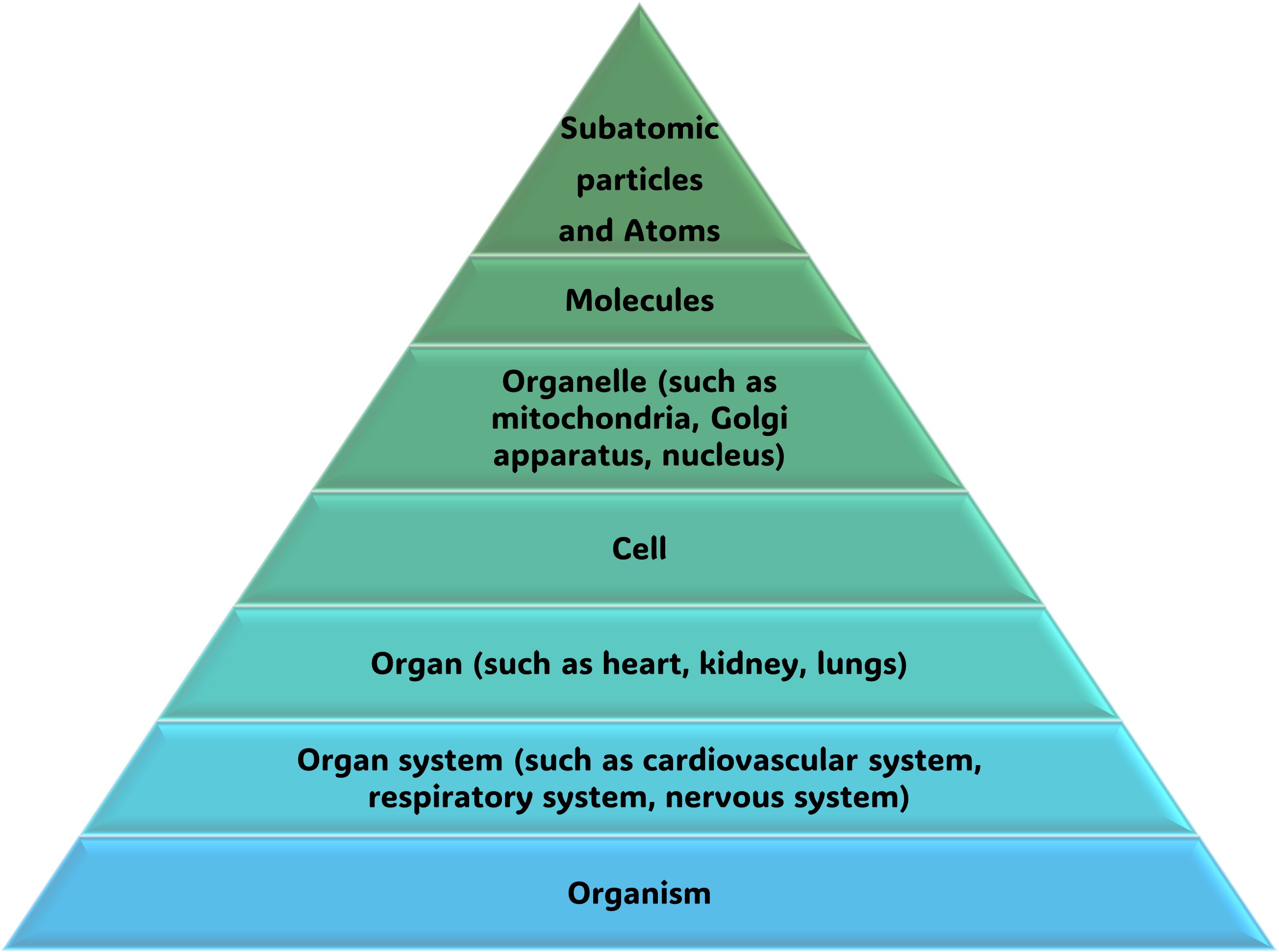 hierarchy in human body